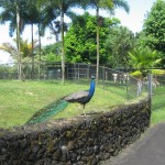 Posing Peacock