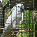 cockatoo