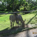 donkeys