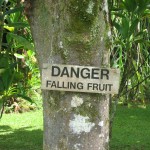 falling fruit