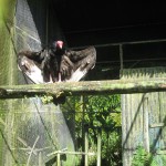 turkey vulture